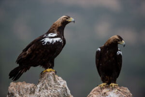 Casa rural en Montánchez
