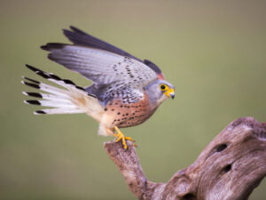 Casa rural en Montánchez