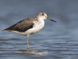 Casa rural en Montánchez