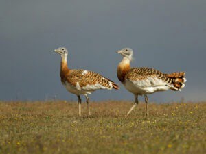 Casa rural en Montánchez